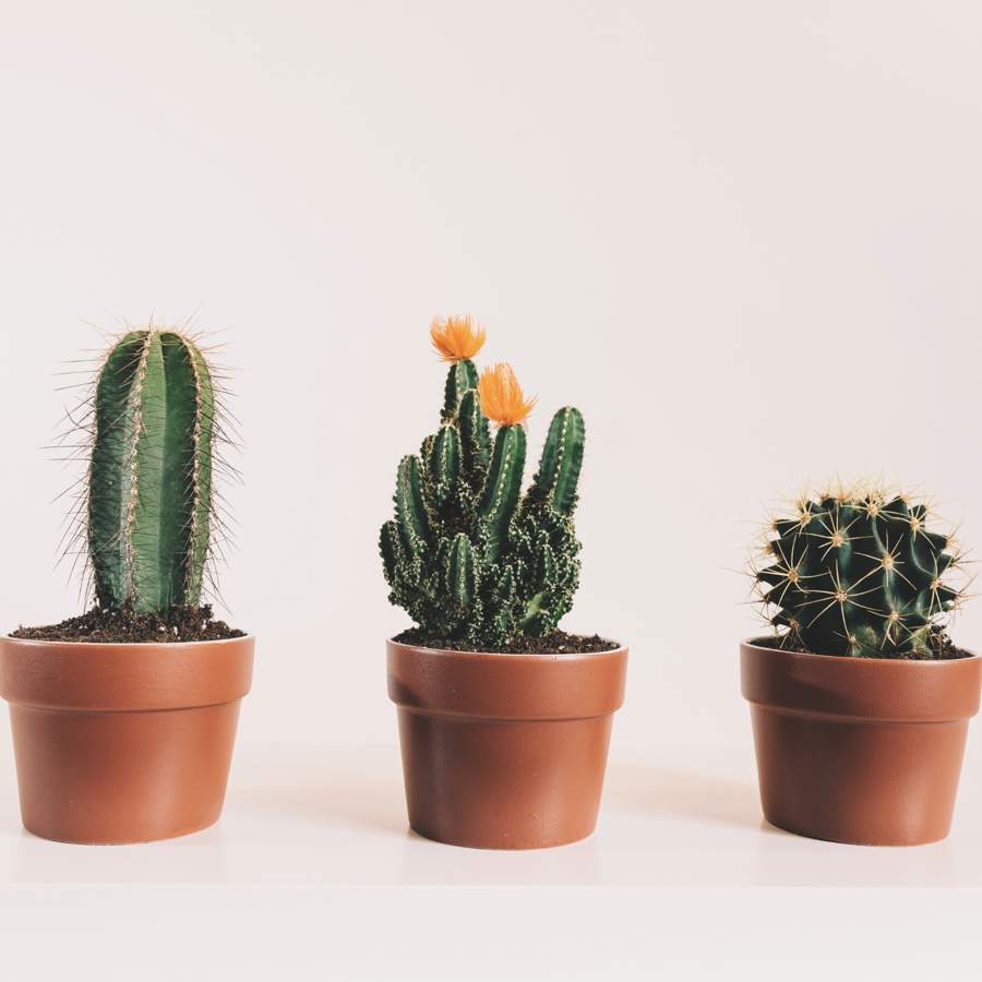 Esta es la manera correcta de regar los cactus en casa