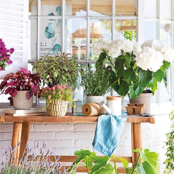 5 plantas con flor bonitas y resistentes que decorarán en otoño tu balcón o jardín 