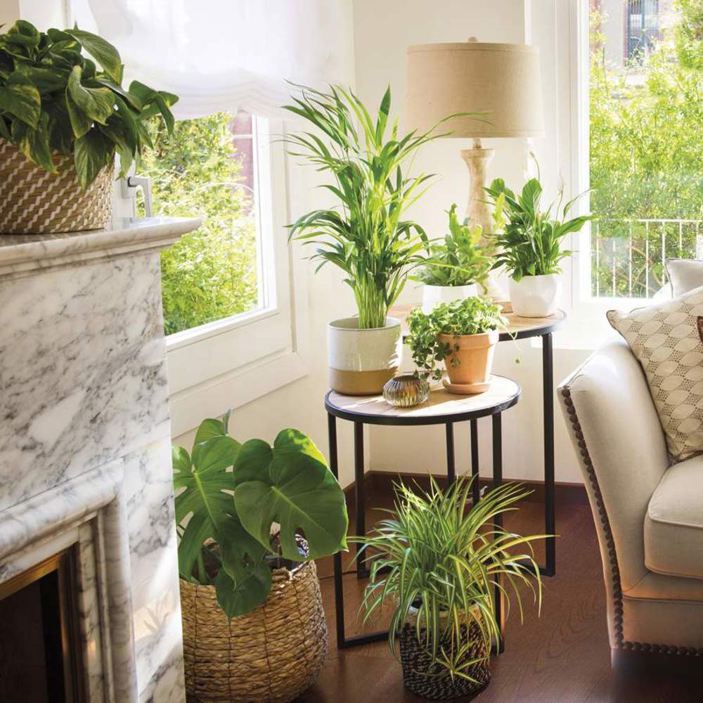 Si quieres decorar tus espacios pequeños con plantas, así es cómo debes colocarlas para que parezcan más amplios