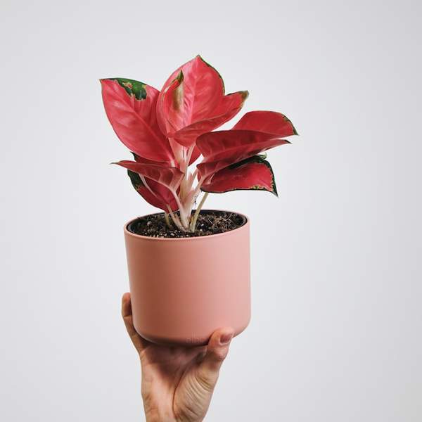 Philodendron pink princess: características, cuidados y todos los beneficios que aporta este filodendro único