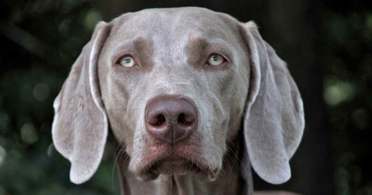 perros esquimales grises con ojos azules