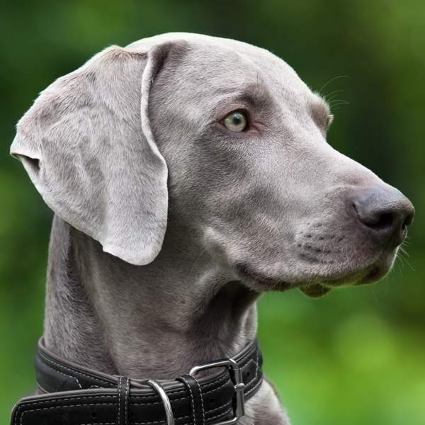 Perros grises con ojos azules: 12 razas que debes conocer bien con todas sus curiosidades