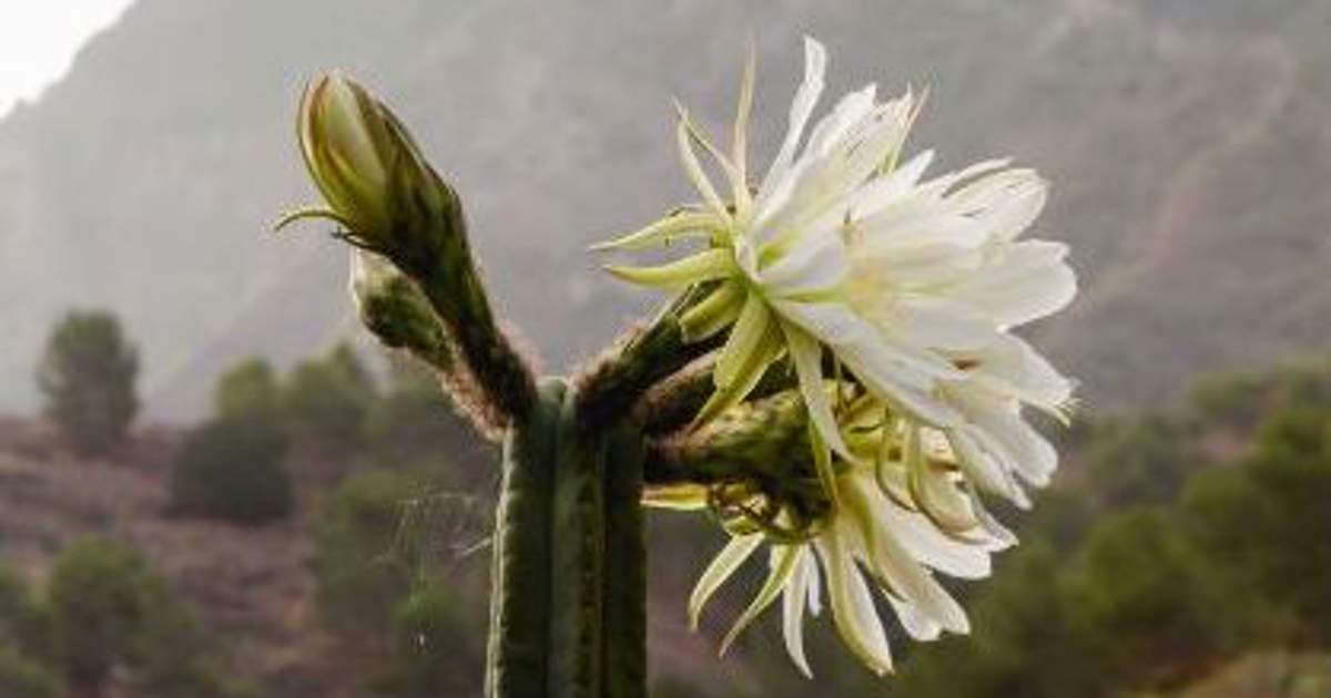Cactus San Pedro: cuidados y todos los consejos para mantenerlo en buen  estado