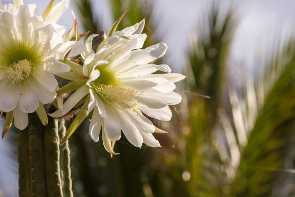 cactus san pedro flor