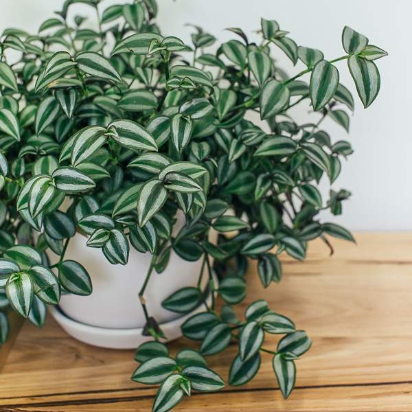 Tradescantia: cuidados, curiosidades y consejos para mantener esta bella y resistente planta en buen estado