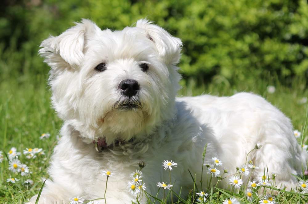West highland white terrier.