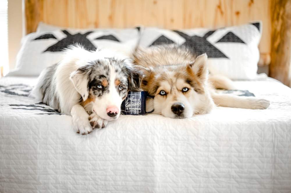 Perros sobre la cama.
