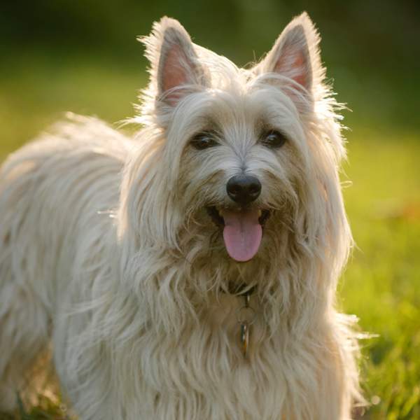 Cairn terrier: una raza de perros pequeños muy alegre y vivaz que viene de Escocia