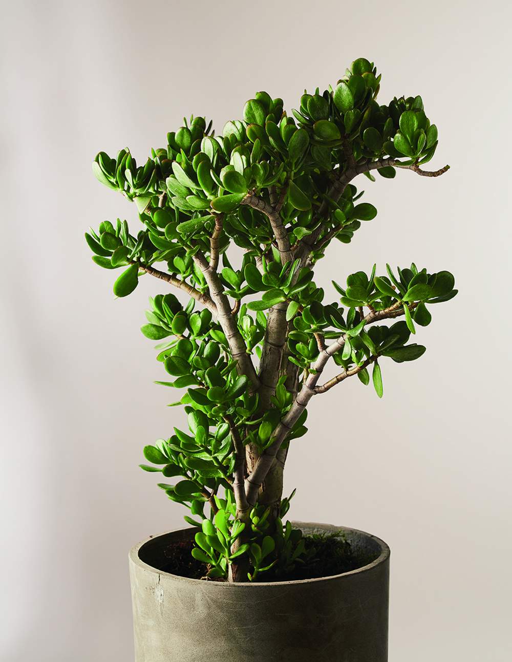 Árbol de Jade