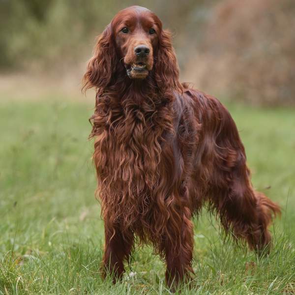 Setter irlandés: la raza de perros pelirrojos que es ideal para la vida en el campo