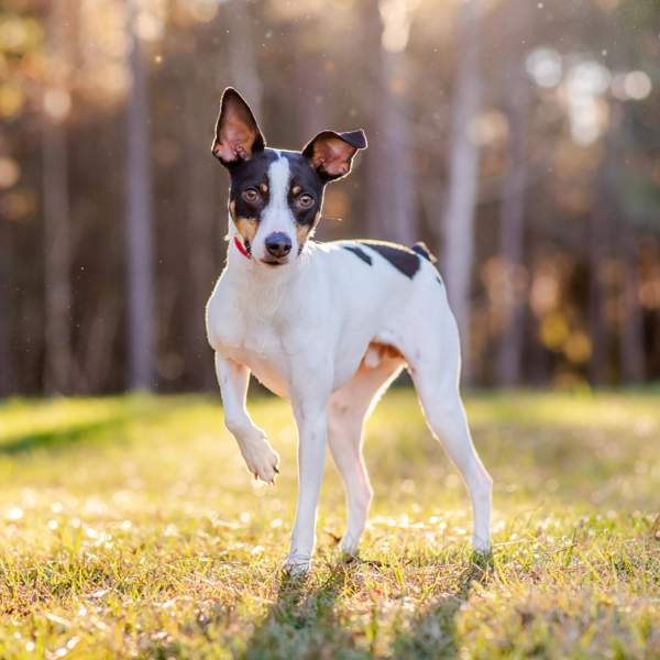Rat terrier: la raza de perros pequeños que acababa con las plagas de ratas en las granjas de Estados Unidos