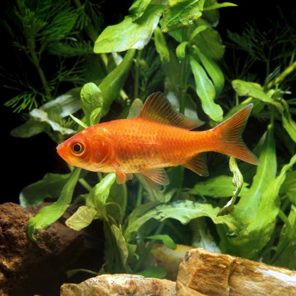 Todo lo que tienes que saber del pez dorado o goldfish antes de llevarlo a tu acuario