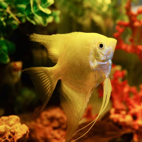 Si te gustan los peces tropicales de agua dulce, el pez ángel es para ti