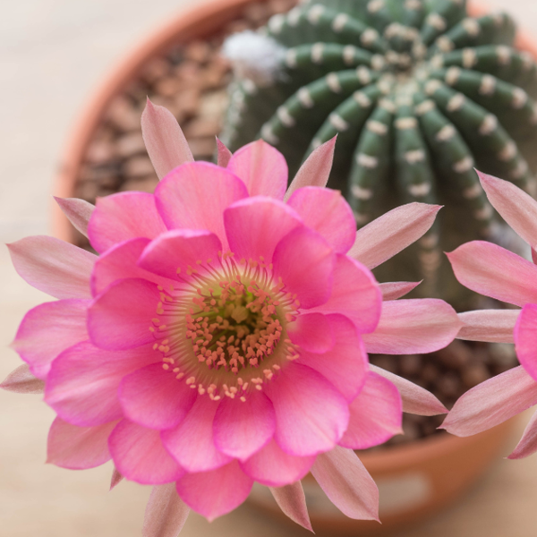Echinopsis: cuidados, características y todo lo que debes saber sobre este tipo de cactus 