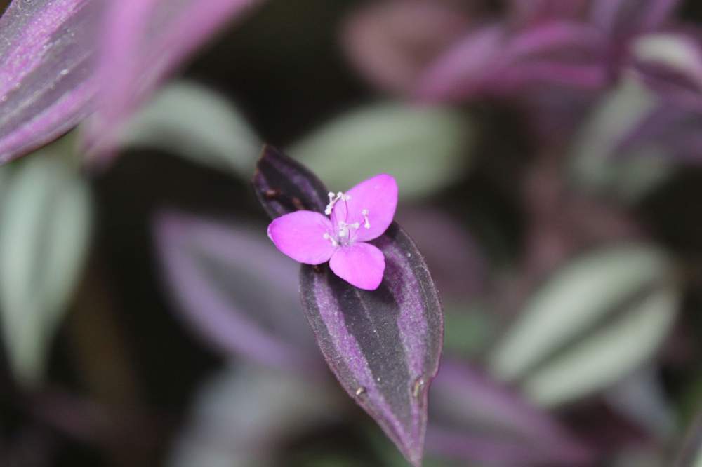 tradescantia zebrina planta flor