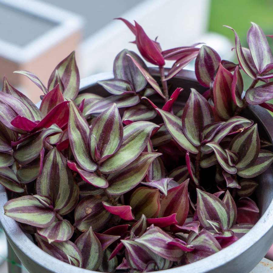 tradescantia zebrina planta