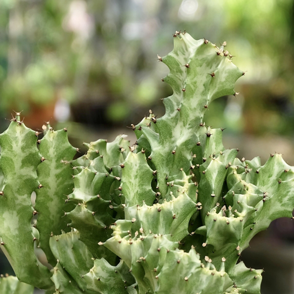 Euphorbia lactea: cuidados, características y todos los consejos para cuidar a esta suculenta tan original