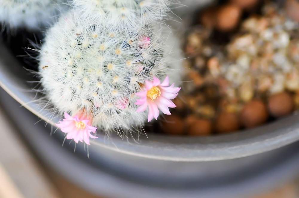 mammallaria planta cactus suculenta