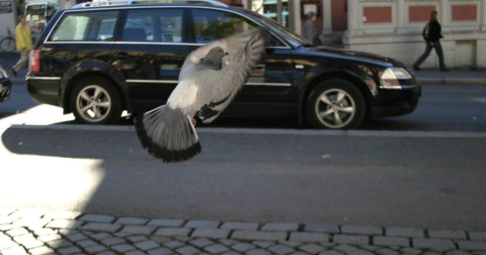 Paloma volando cerca de un coche