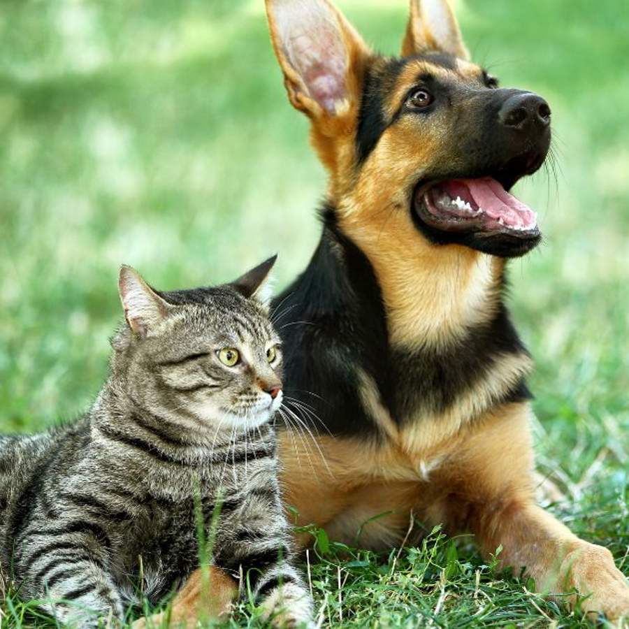 Perro y gato en la hierba