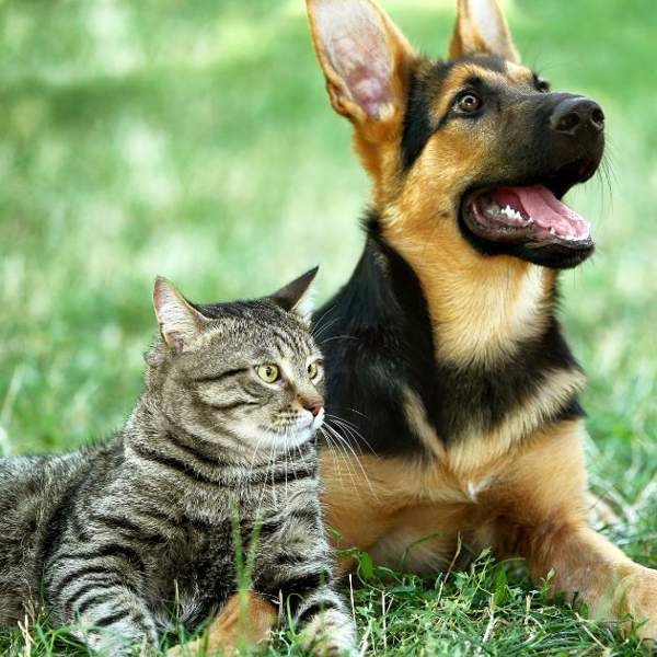 Perro y gato en la hierba