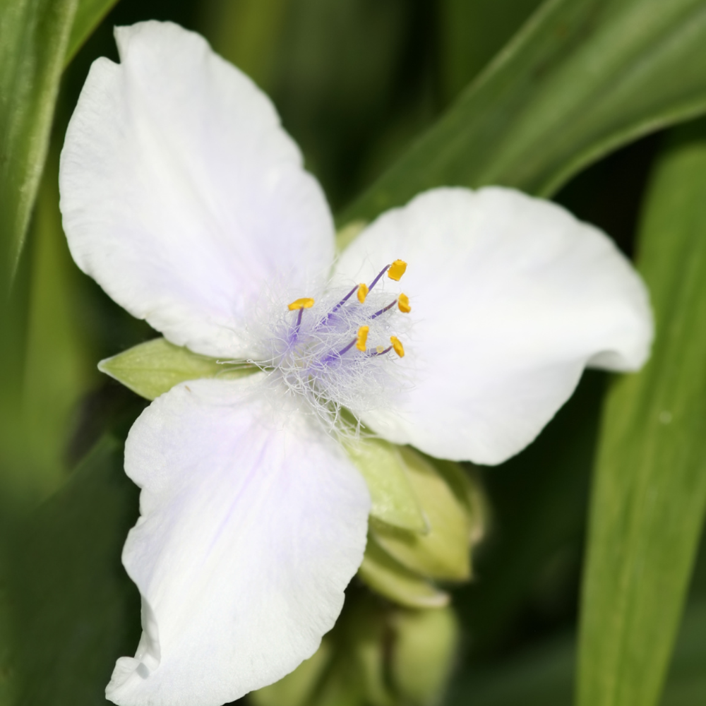 Flor tradescantia fluminensis. 