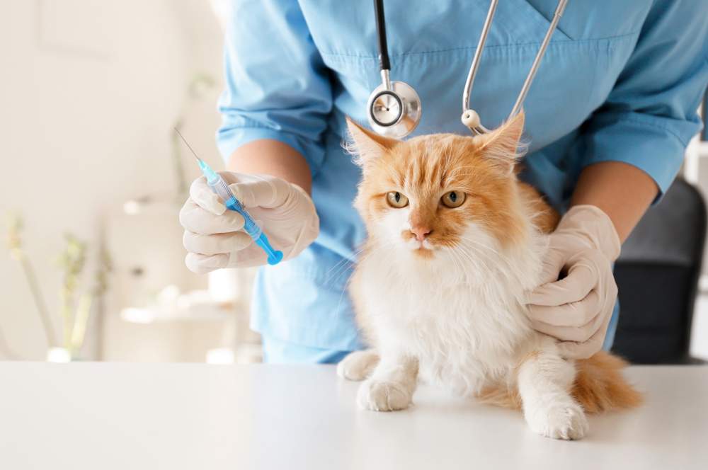 Gato vacunándose