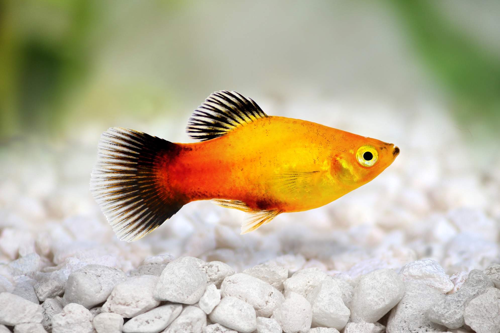 Pez platy