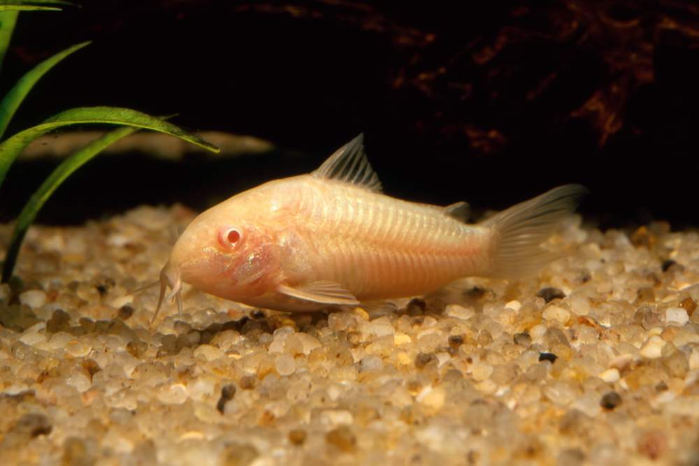 Corydora albina