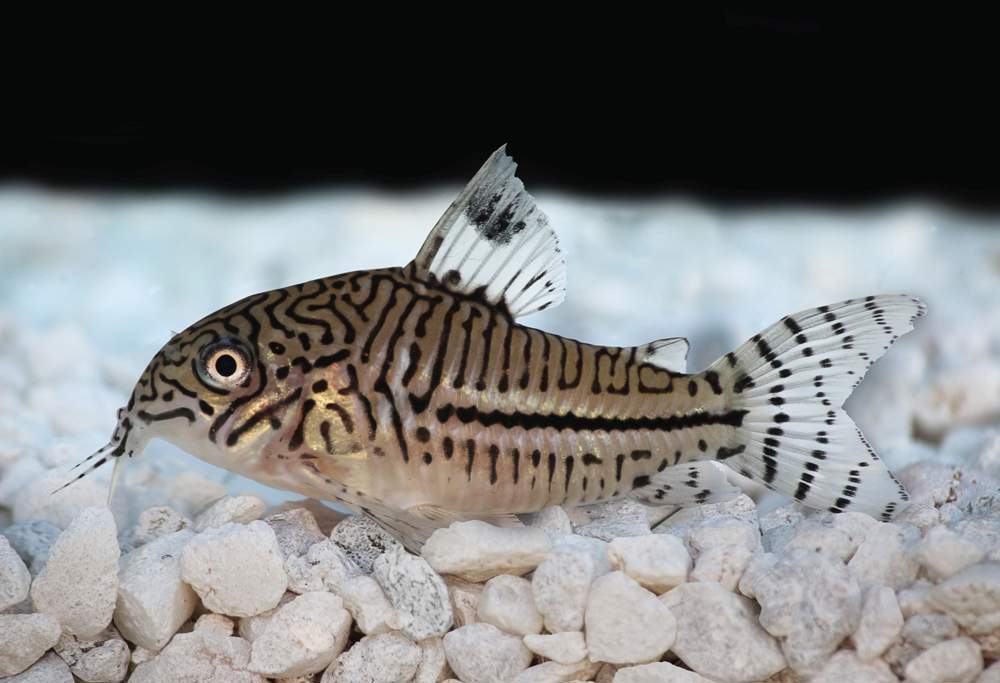 Corydora leopardo