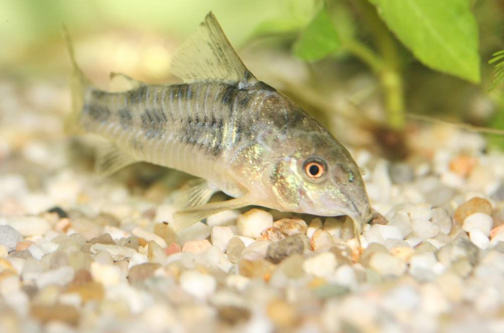 Corydora paleatus