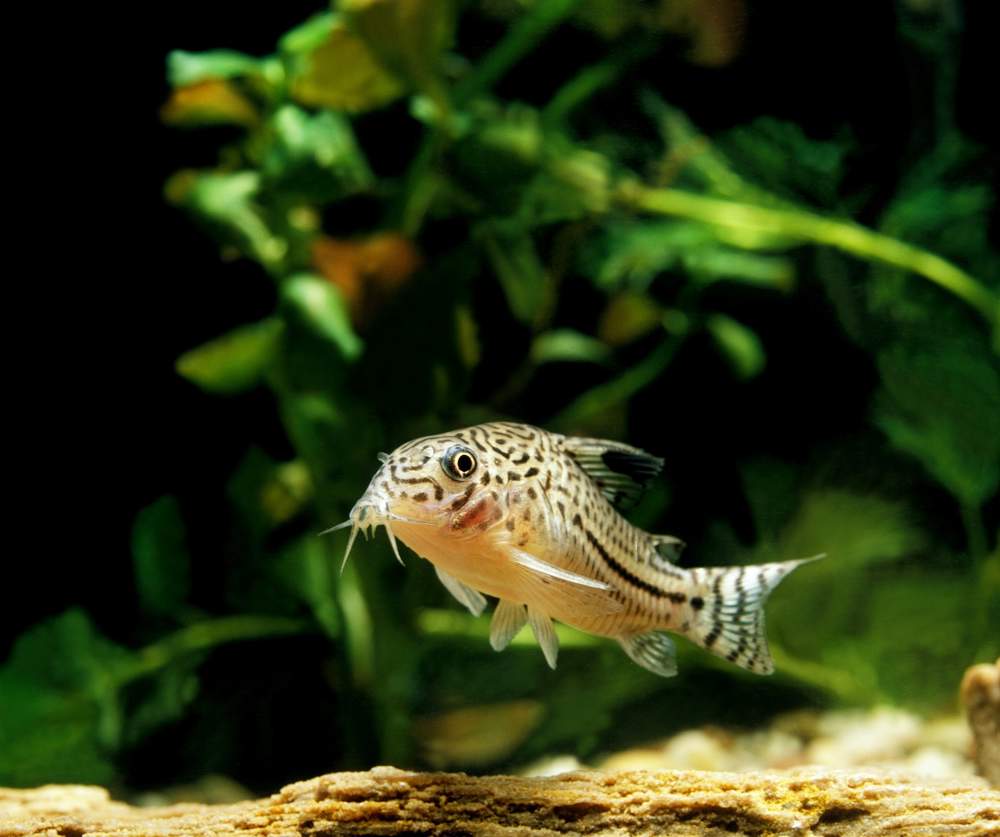 Pez corydoras