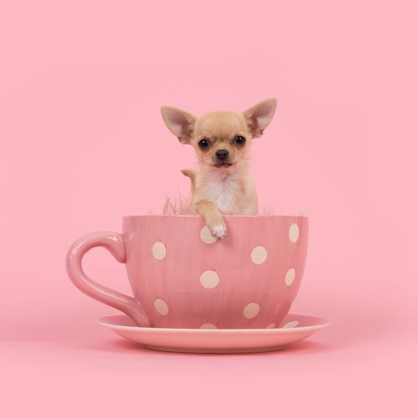 Chihuahua tacita de té