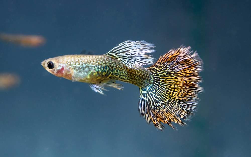 Guppy leopardo