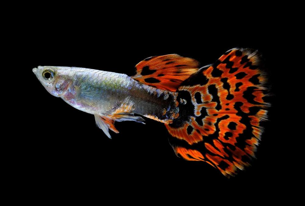 Guppy mosaico