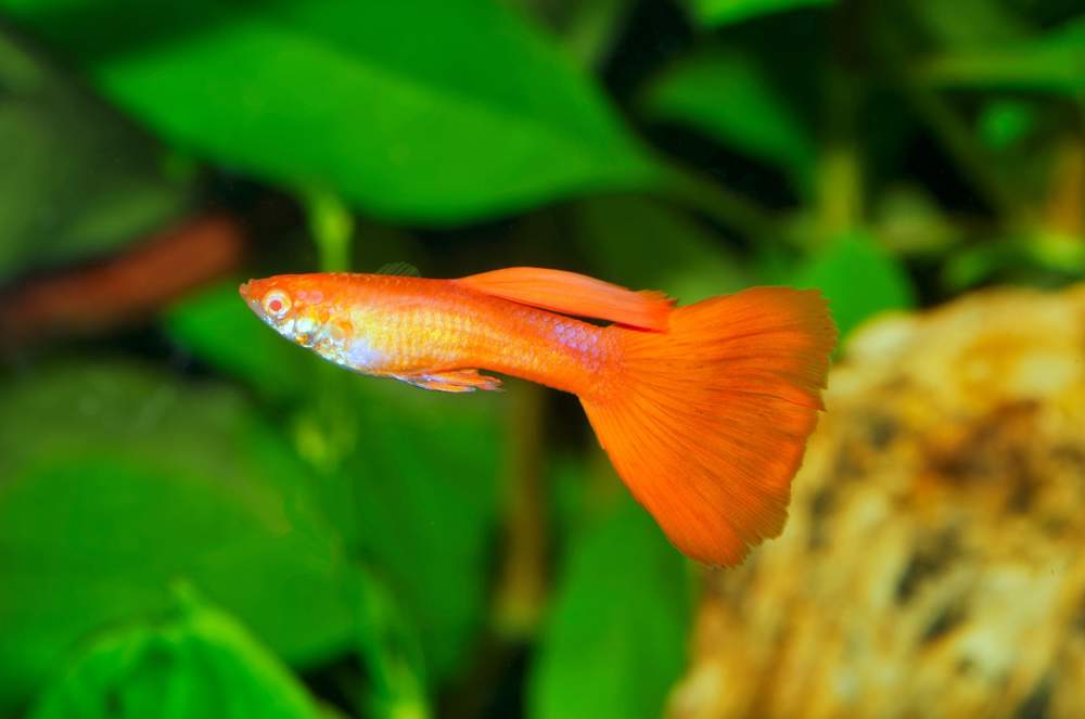 Guppy red fire