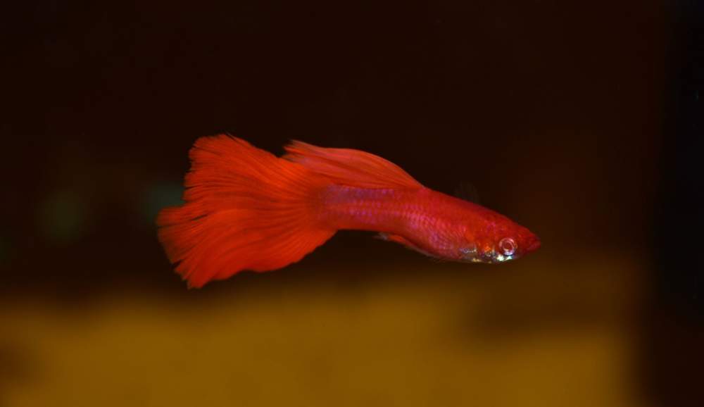 Guppy rojo