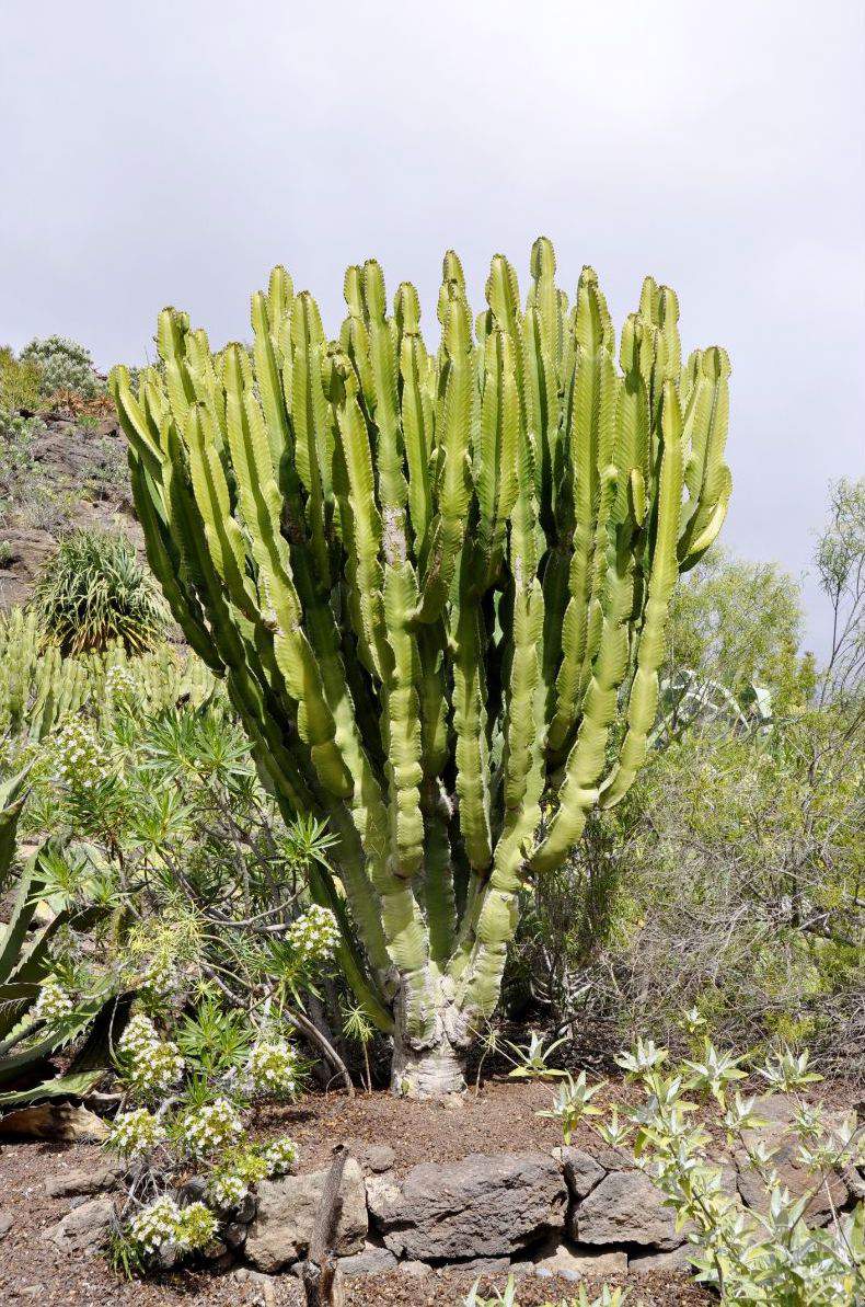 Euphorbia ingens.