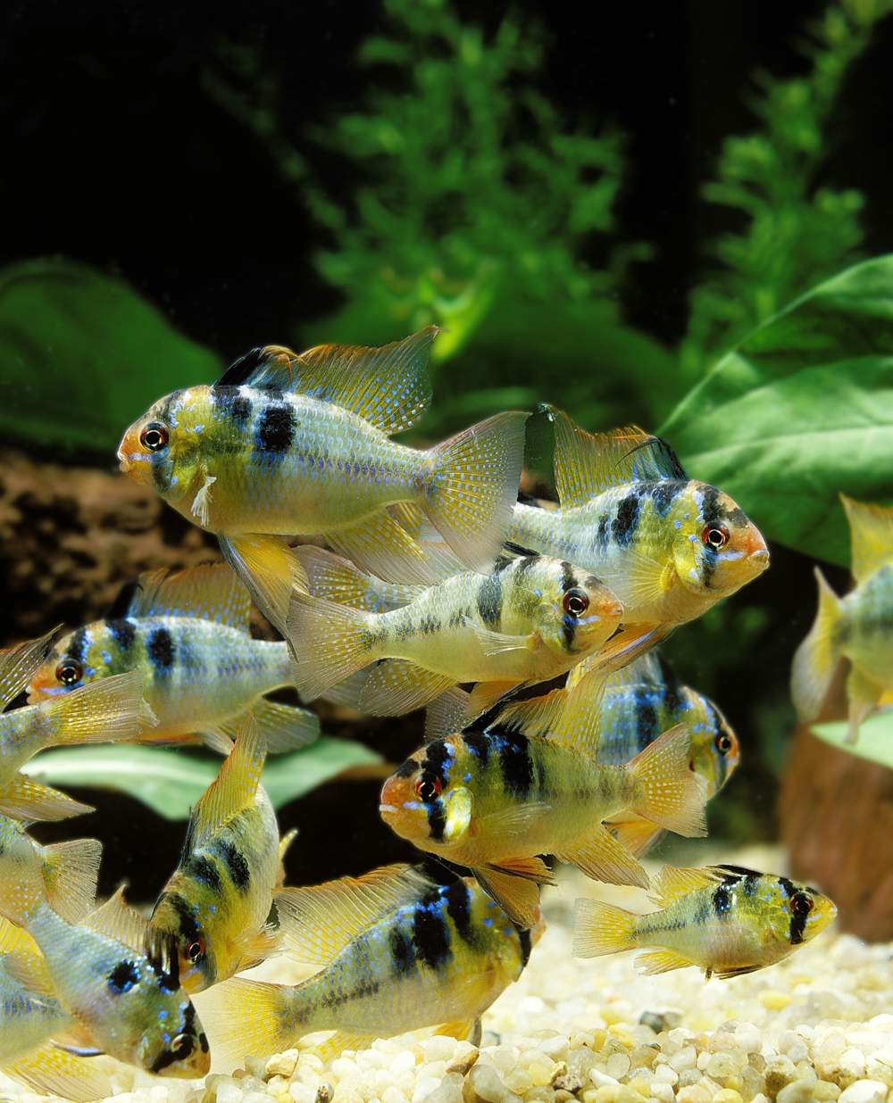 Peces ramirezi