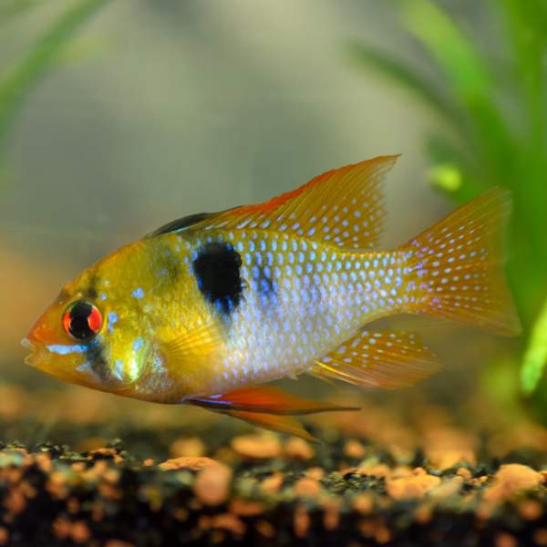 Ramirezi: un pez tropical de agua dulce con colores vivos