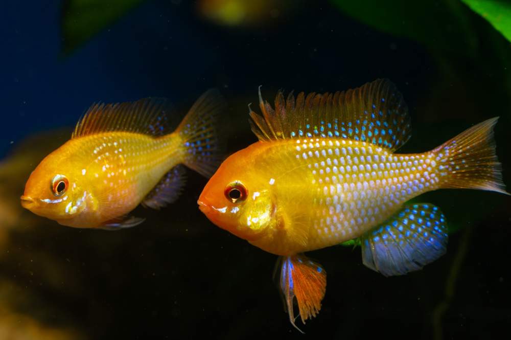 Ramirezis dorados