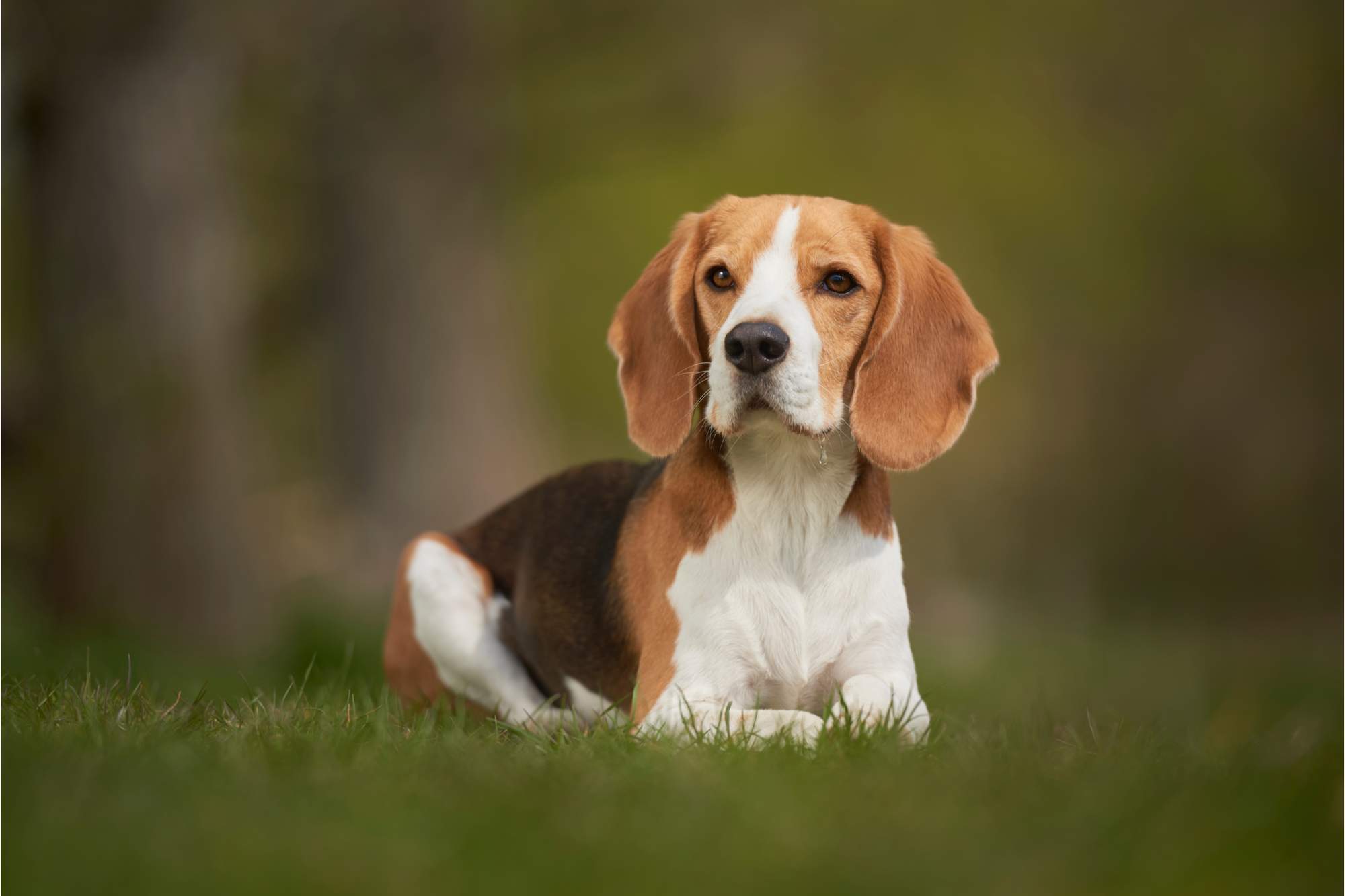 Beagle con orejas largas