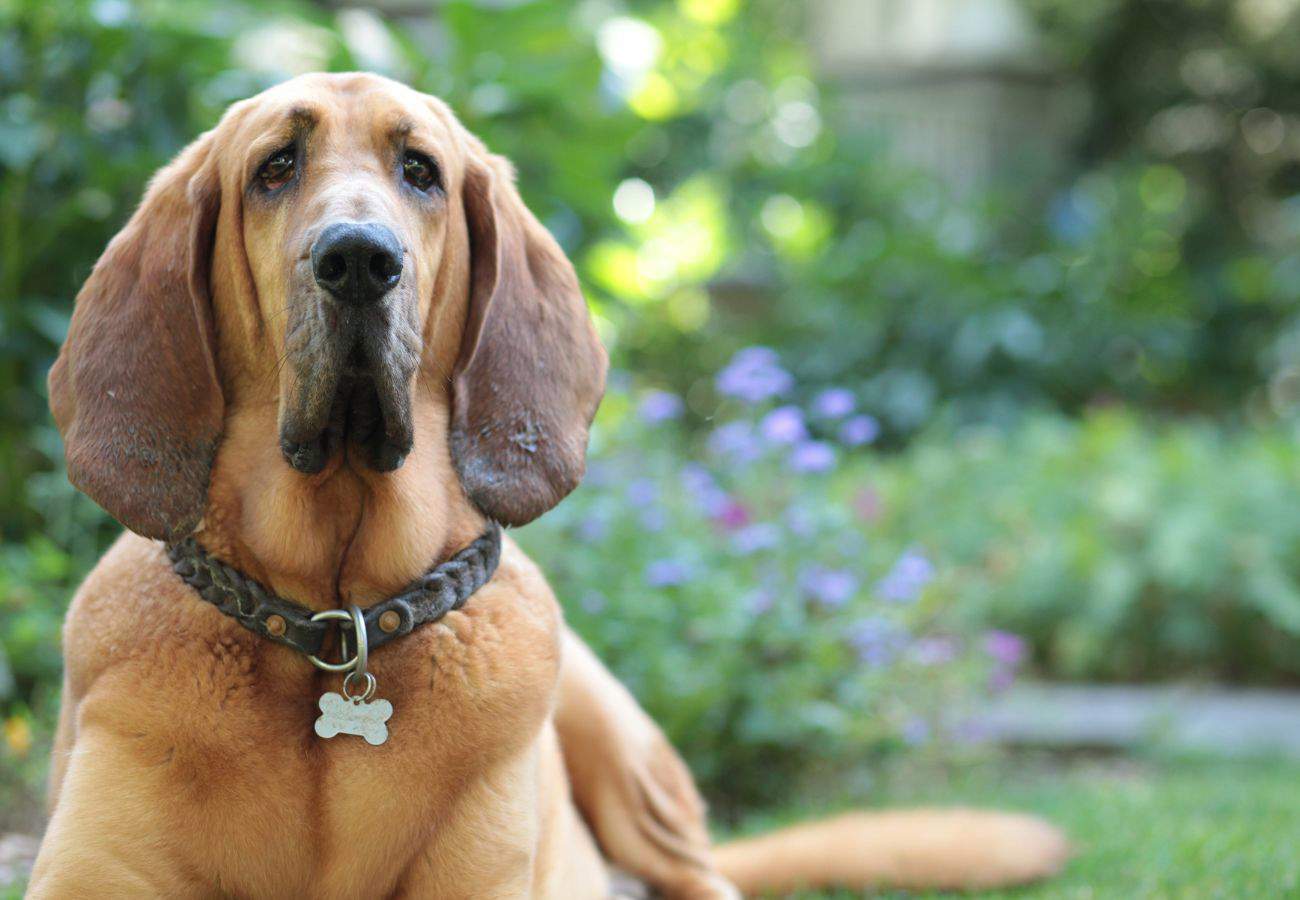 Bloodhound con orejas largas