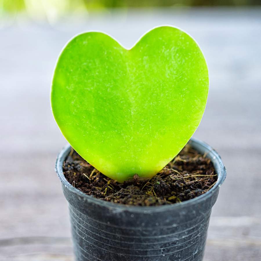Estos son los cuidados básicos para que tu planta con forma de corazón siempre esté bonita y saludable