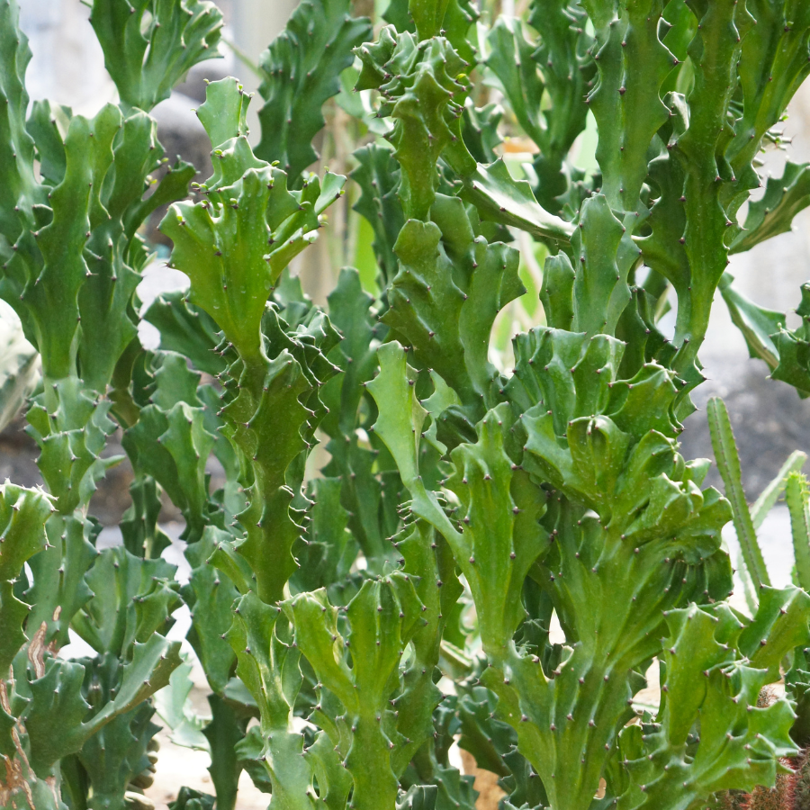 Euphorbia lactea.