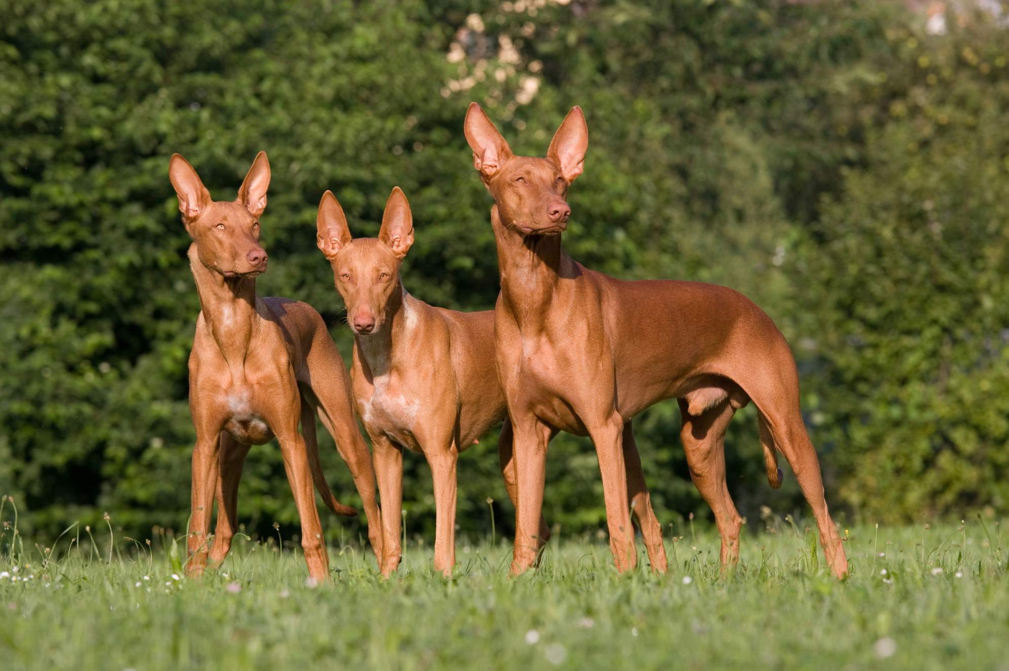 Perros del faraón con orejas largas