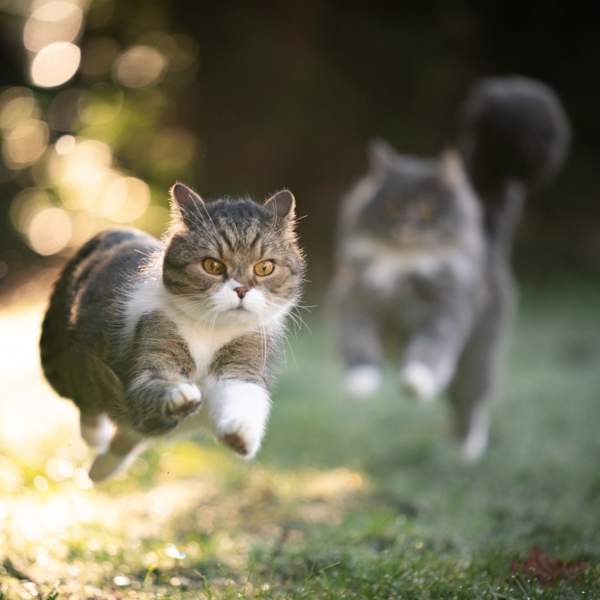 Gato corriendo