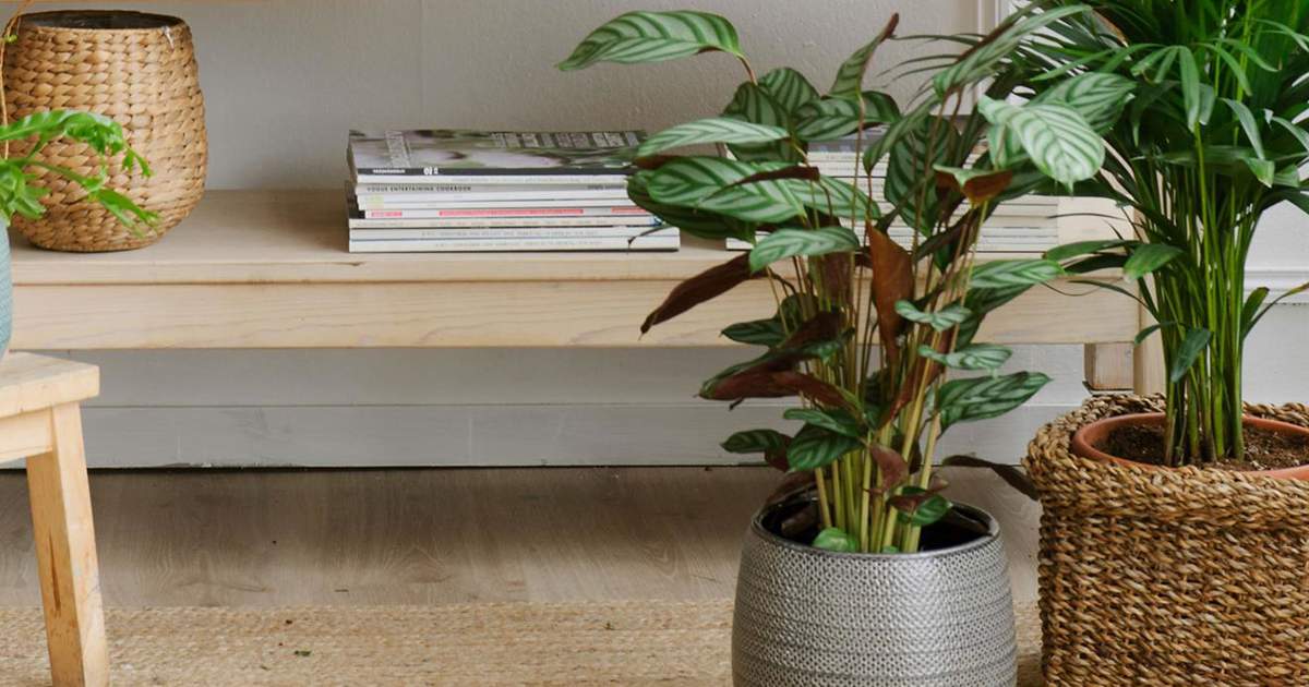 Mi calathea se marchita: qu hacer para revivir sus hojas y mantenerla  siempre bonita