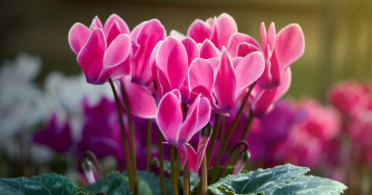 Trucos de jardinería para que el ciclamen florezca en invierno en todo su esplendor ubicación Trucos de jardinería para que el ciclamen florezca en invierno en todo su esplendor ubicación