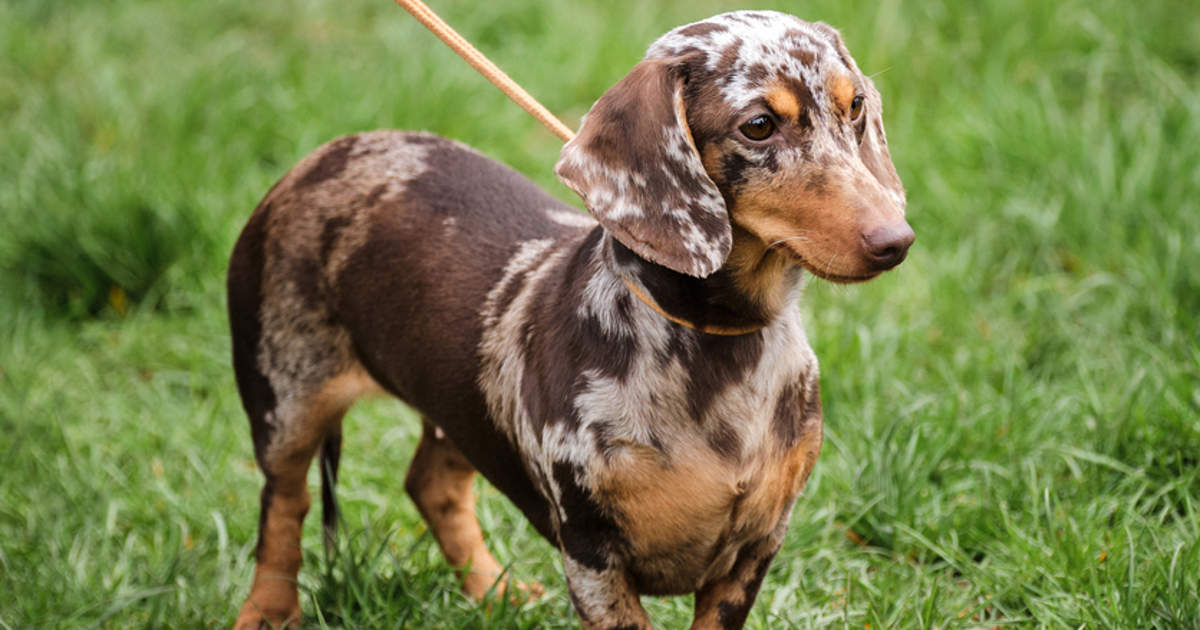 Teckel arlequín un precioso perro salchicha con el pelo cubierto de